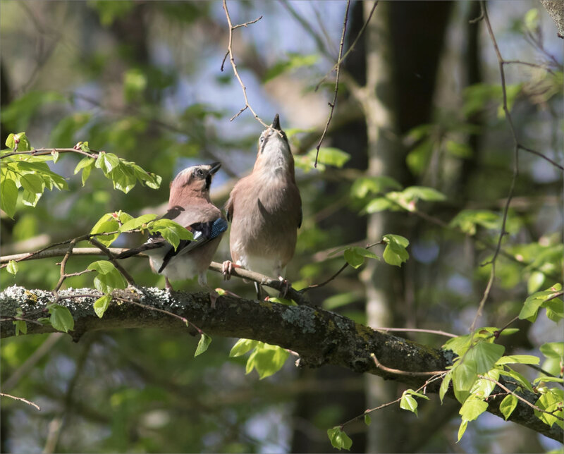 oiseaux geais couple 1 110420