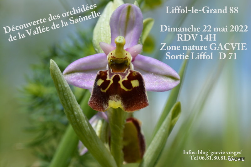 A xLes orchidées de la vallée (Villouxel) (1)