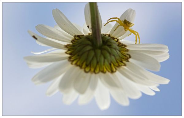 plaine marguerite thomise envers 070513