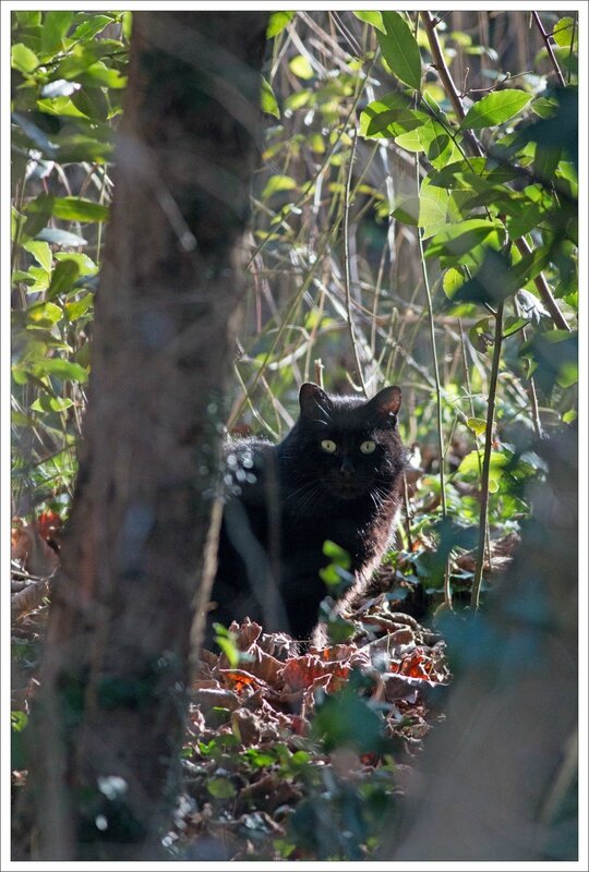 ville chat bosquet 020215 2