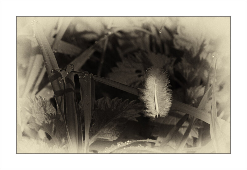 Plume herbe gouttes efex 130418