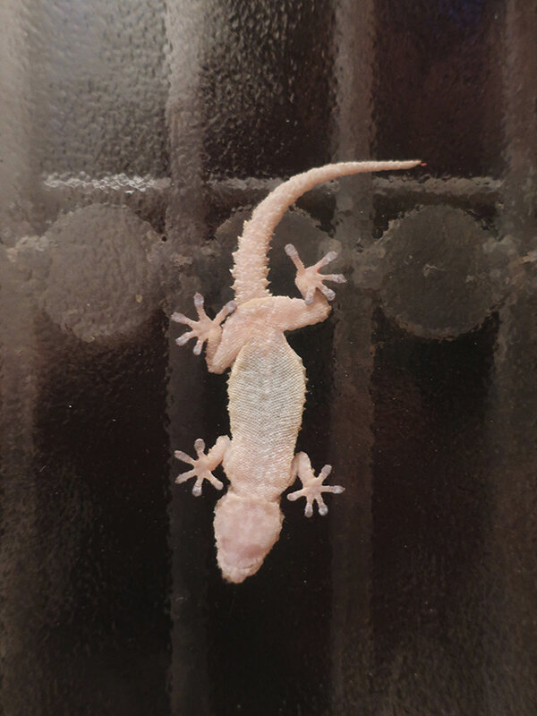 gecko a