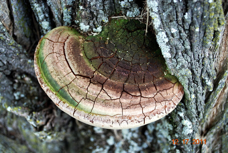 Phellinus rimosus