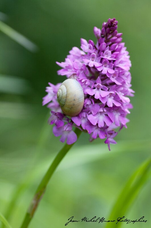 2013_06_22_Anacamptis_Pyarmidalis_01