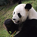 Le Panda géant (II)