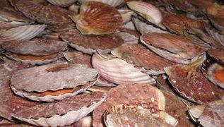 fete_coquille_st_jacques_erquy_degustation