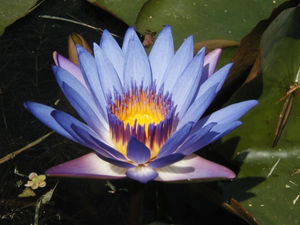 fleur_de_lotus