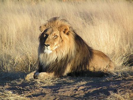 800px_Lion_waiting_in_Nambia