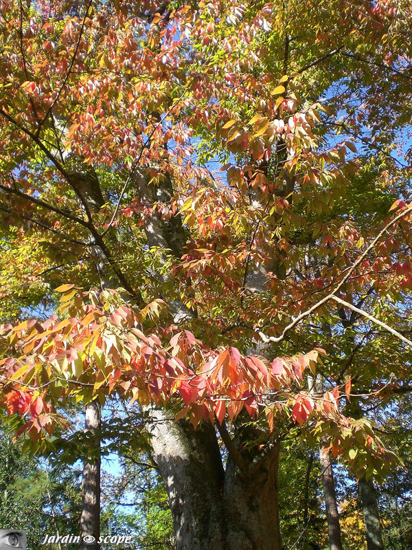 Zelkova du Japon • Zelkova serrata