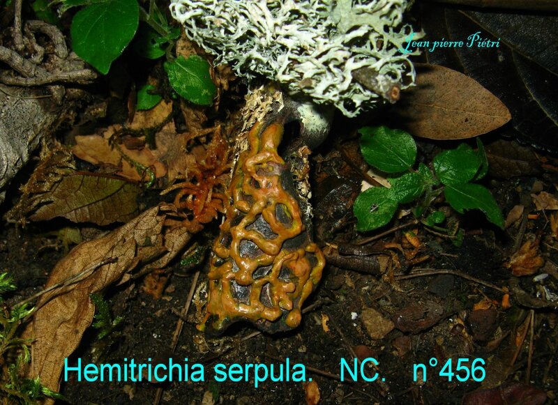 Hemitrichia serpula n°456
