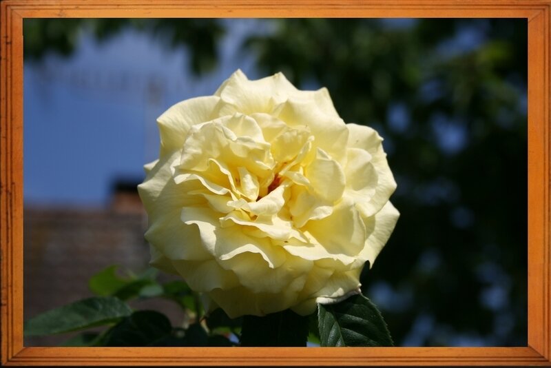 Rose 2