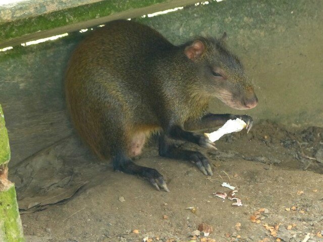 agouti dore