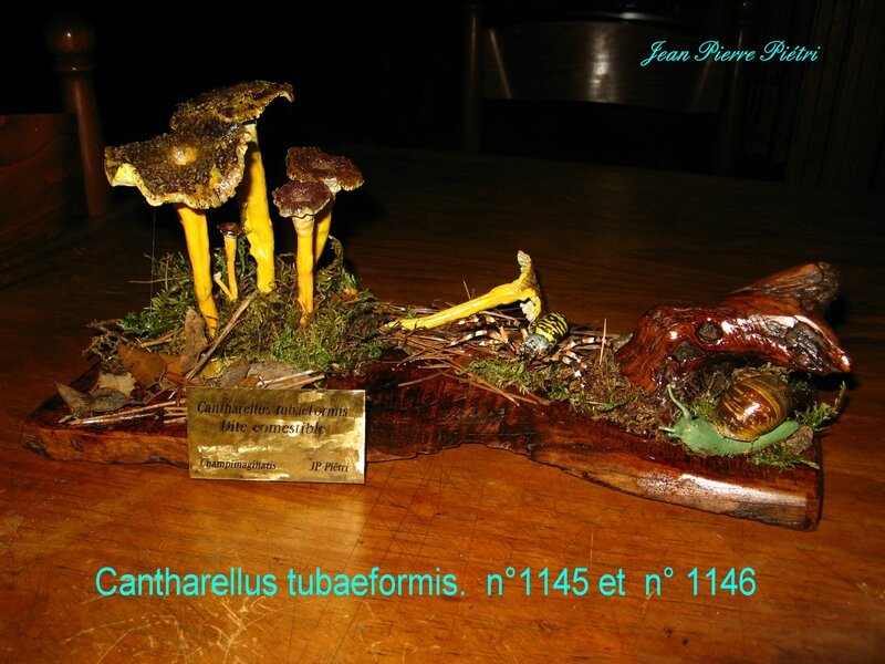 Cantharellus tubaeformis n° 1145 et n°1146