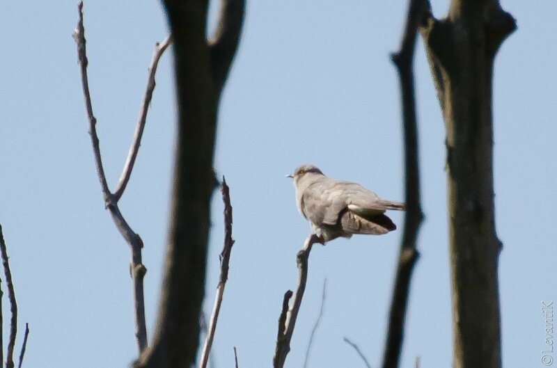 Coucou gris - cuculus canorus