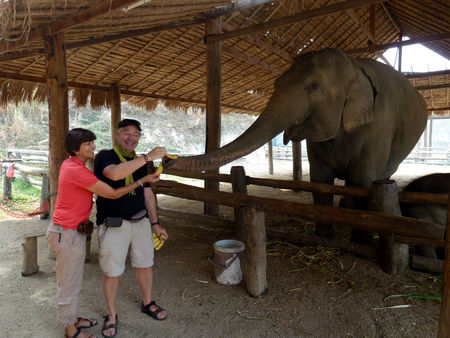 Centre_de_protection_des_elephants_Wat_Lampang_Louang_Wat_Hari_P_060
