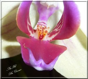 orchid_e_jaune_coeur_cadr_