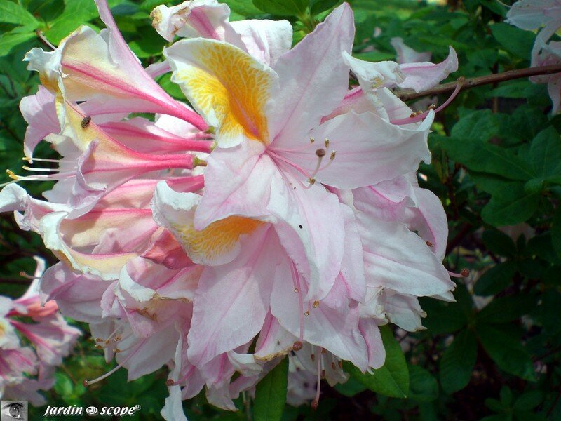 Rhododendron rose