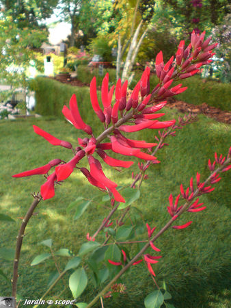 9407_Erythrina_x_Qid_Willii