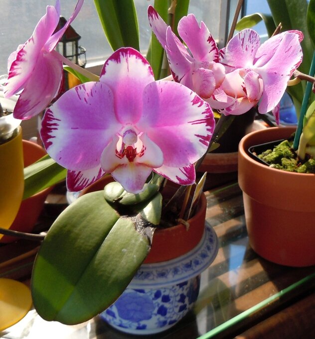 ronde des orchidees 10