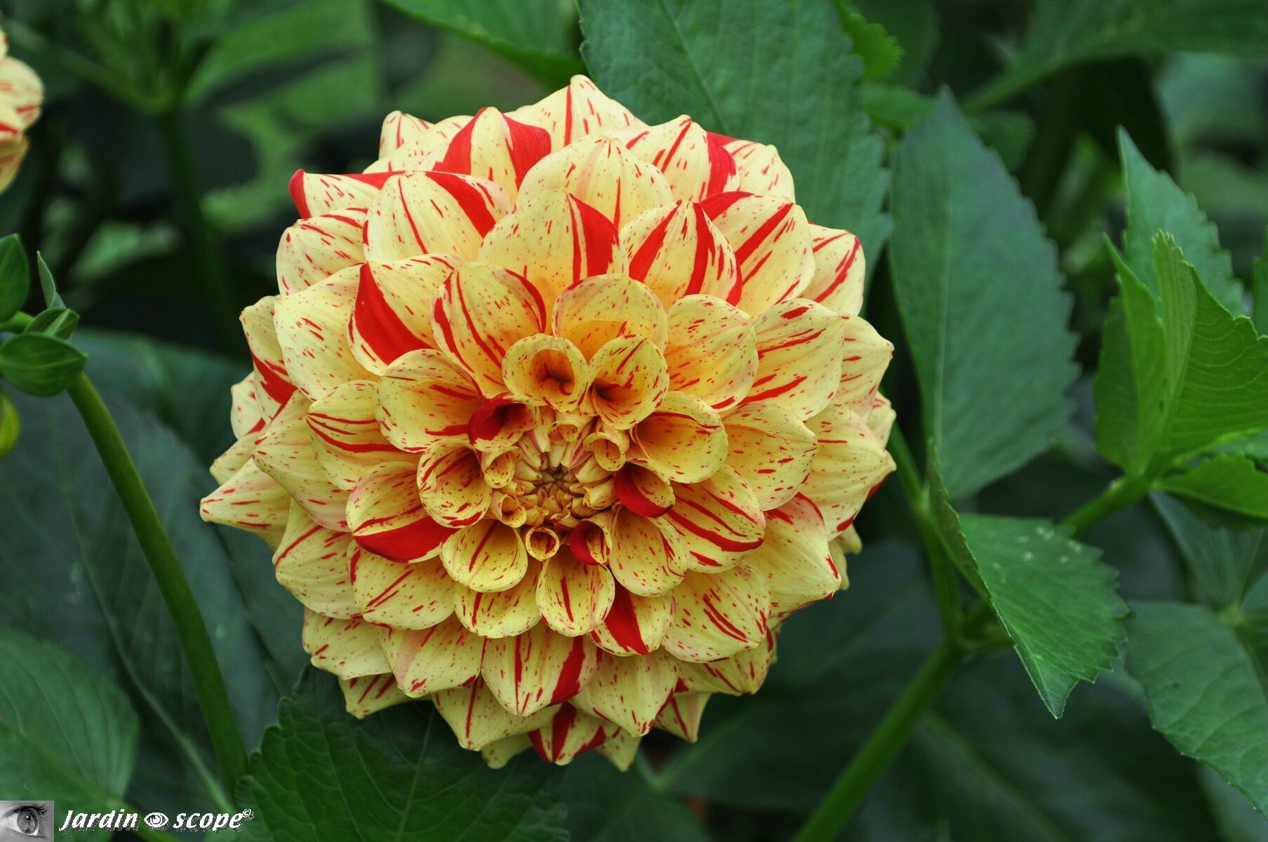 Dahlia Lupin-Ben