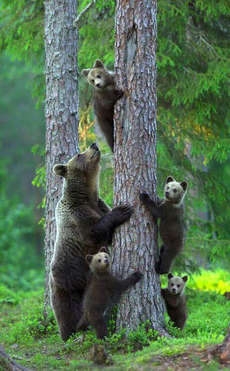 ours sur l'arbre dans la forêt