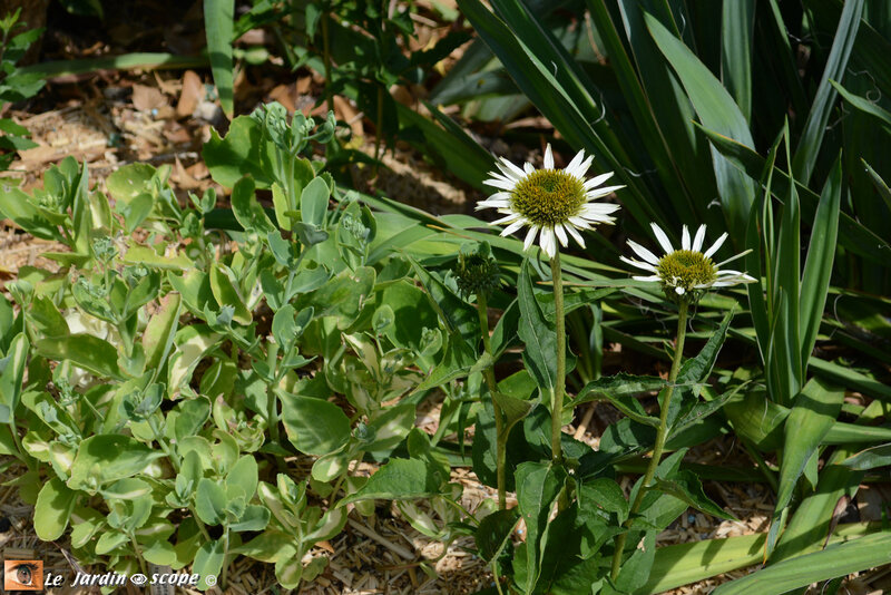 Echinacea-purpurea-Virgin-3