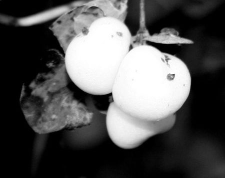 fruit_noir_et_blanc