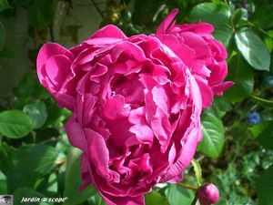 Pivoine_rouge_6