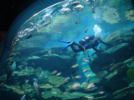 les_plongeurs_dans_l_aquarium