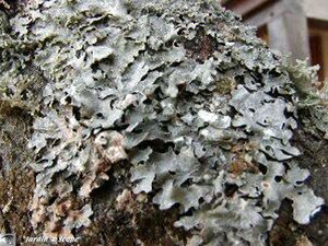 Lichens