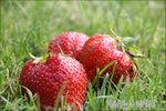 14_07_08_fraises_W_pion2