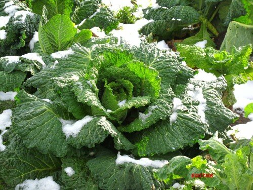 Légume Mains vertes sous la neige