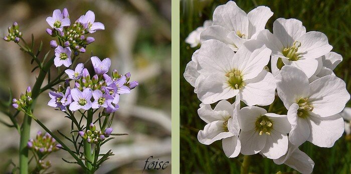 fleurs lilas rarement blanche