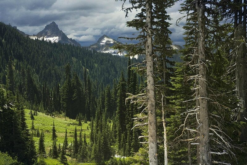 mountains-and-forest-in-british-columbia-randall-nyhof