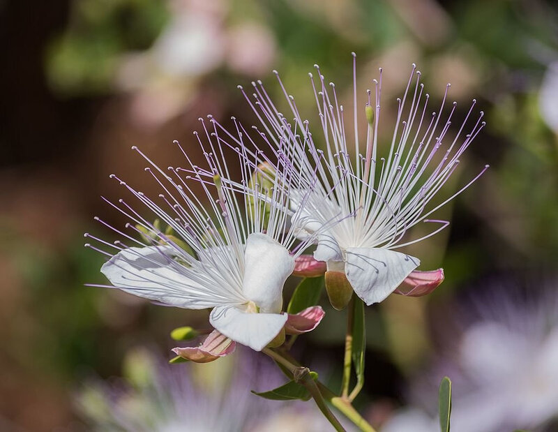 Câprier 2 fleur