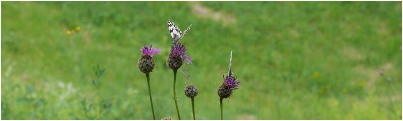 La nature au Fort de Froideterre (c) C. MENOT