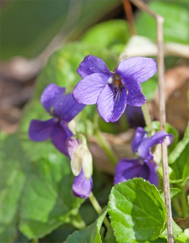 mur violettes 160118 2