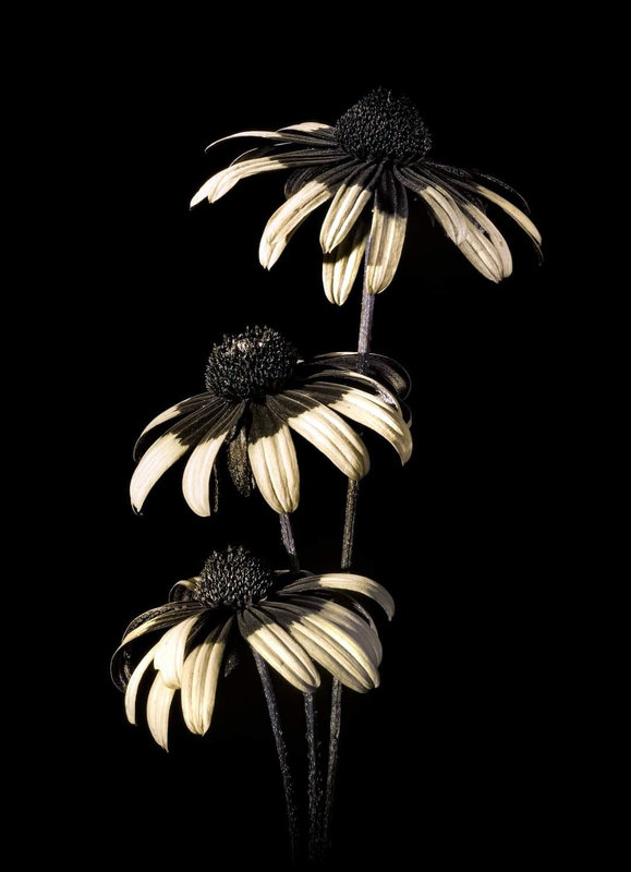 FLEUR NOIR
