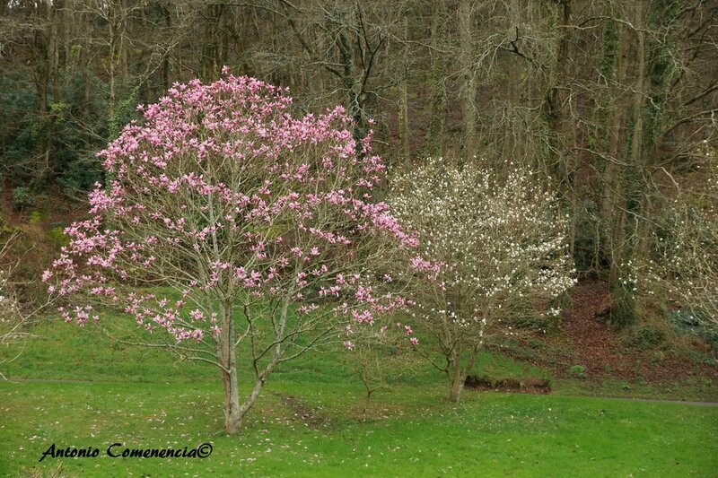 Magnolia