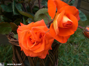 9379_France_Libre_Courson