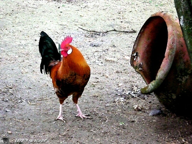 Coq bankiva proche de La Gauloise Dorée