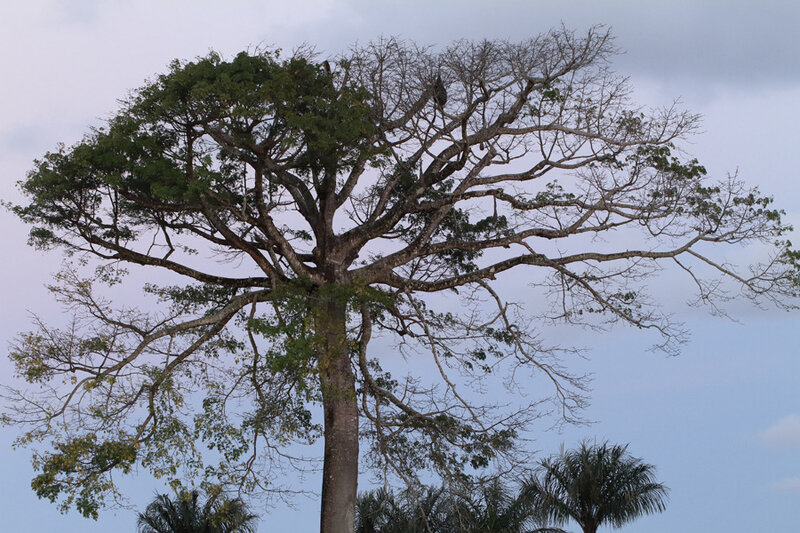 Ceiba sp. - Fromager