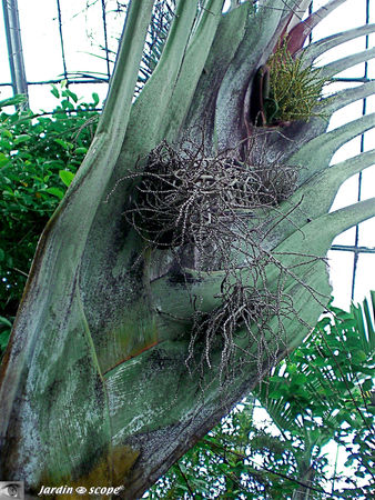 CIMG1438_Dypsis