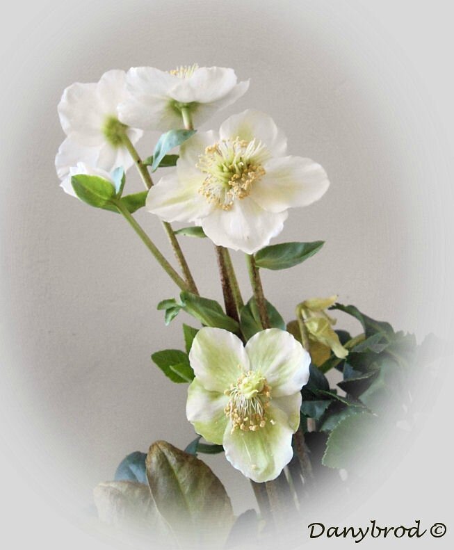 roses de noel2