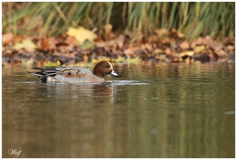 canard-siffleur-17-02