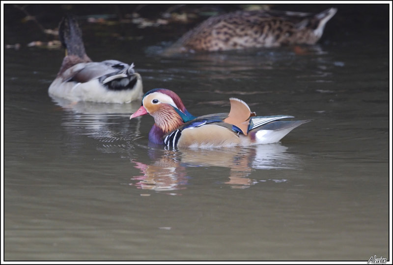 Canard mandarin