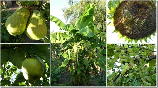 jardin 7 septembre 20233