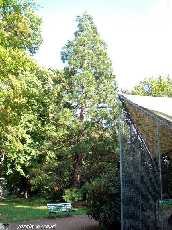 Le banc au séquoia au Parc Floral d'Orléans la Source