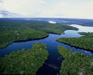 coeur-de-foret