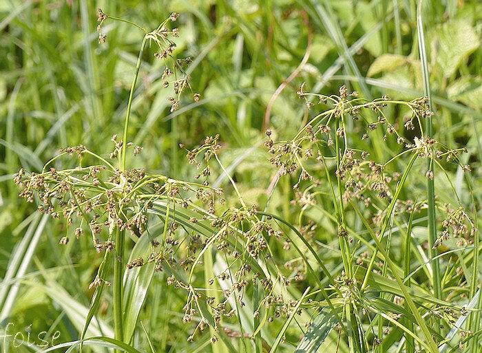 nombreux épillets sur des pédoncules de 15-25 cm